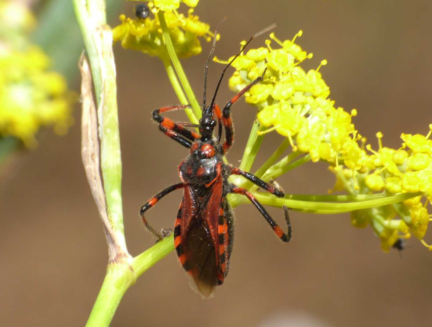 Rhinocoris iracundus?